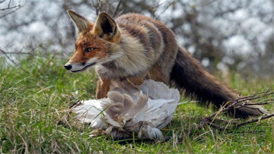 Do Foxes Eat Hawks Foxes vs. Hawks