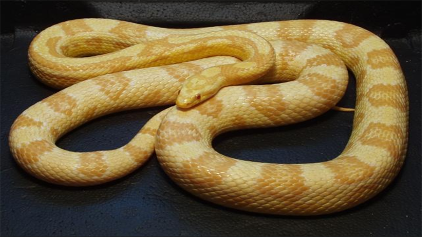 Butter Corn Snake