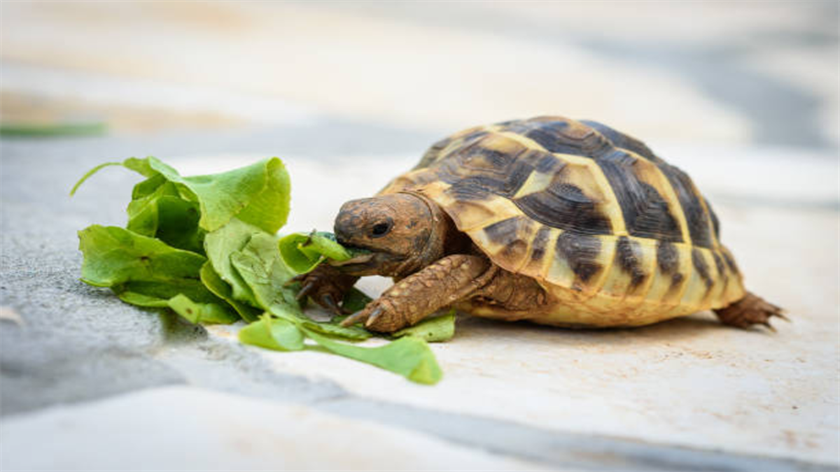 Can turtles eat Lettuce?