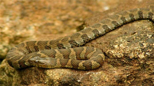Snakes of New Hampshire Species Guide and Natural Insights