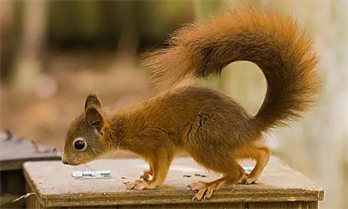 What are the Risks of Dogs Consuming Squirrels?