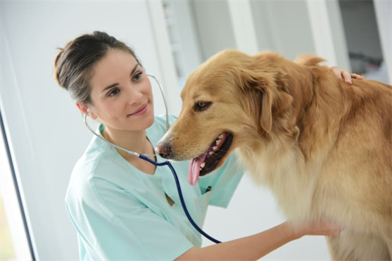 Regular Veterinary Check-ups