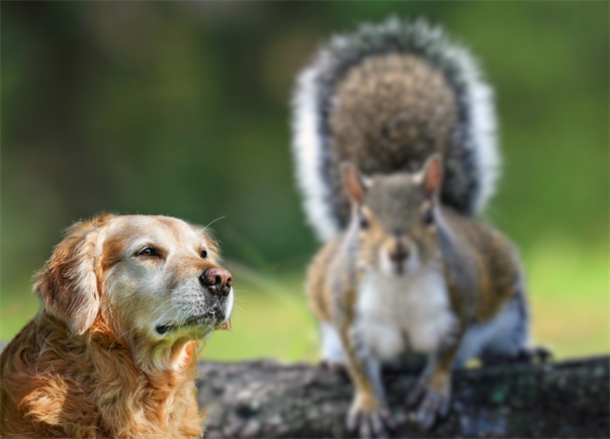 Are There Any Health Benefits to Dogs Eating Squirrels?