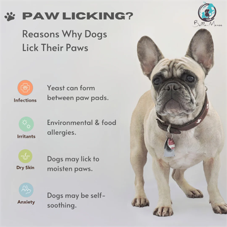 How to Help Your Dog if They Lick Their Paws Excessively