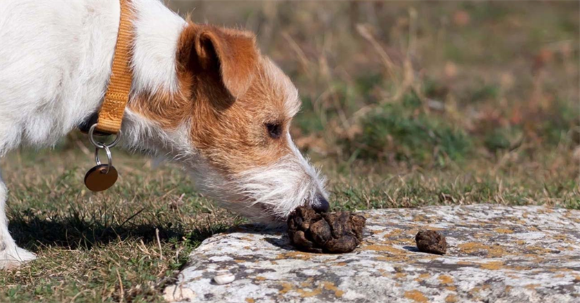Why do Dogs Eat Poop