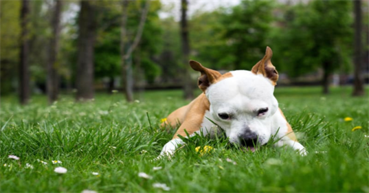 Why Do Dogs Eat Grass: Unraveling the Curious Behavior