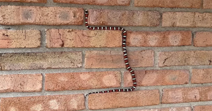 Can Snakes Climb Walls?