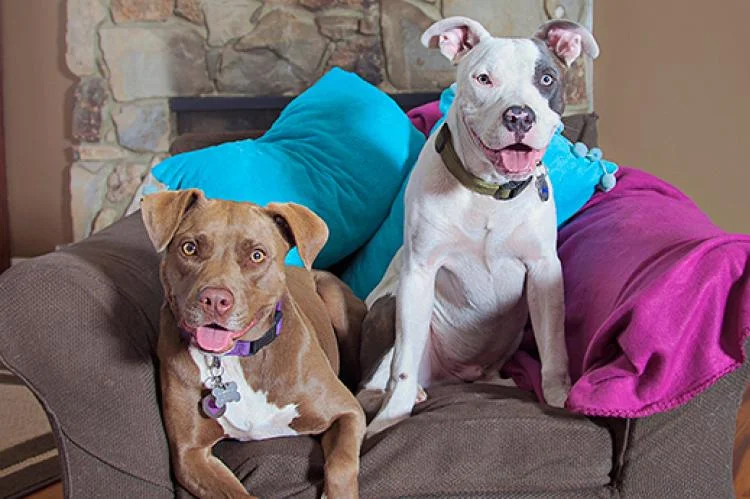 Are Pit Bulls Good Family Pets?
