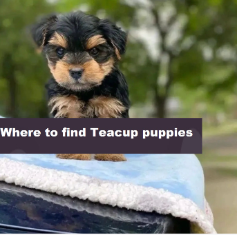Finding Your Perfect Teacup Puppy for Sale
