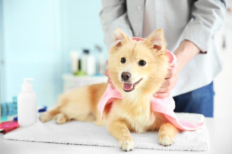 Drying Delight: The Ultimate Guide to Choosing the Perfect Dog Bath Towel and Brush Combo