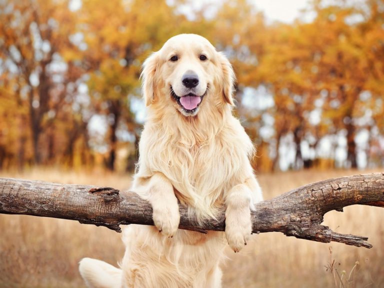 The Best Dog Breeds for Emotional Support: A Companion for Anxiety Relief