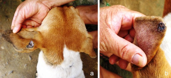 An In-Depth Guide to Diagnosing and Handling Parasitic Infections in Dogs