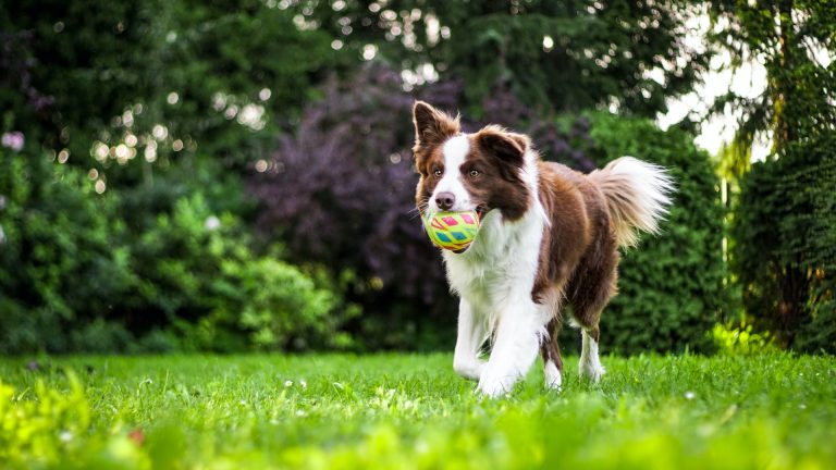 Eight Tips to Care for Your Dog As a Busy Dog Owner
