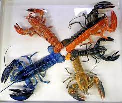 Aquarium Marvels: The Vibrant World of Rare Colored Lobsters