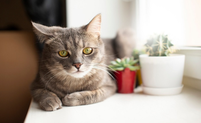 Creating a Cat-Friendly Home: Minimizing Stress for Your Furry Friend