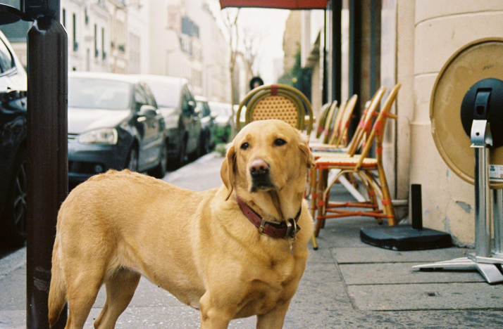 Dog-Friendly European Adventures: A Photographic Showcase for Seniors with eSIM