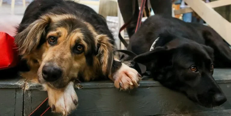 Pet delivery (dogs and cats), our business Import to Indonesia and Export abroad