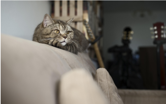 What is the 3-3-3 Rule for New Cats?