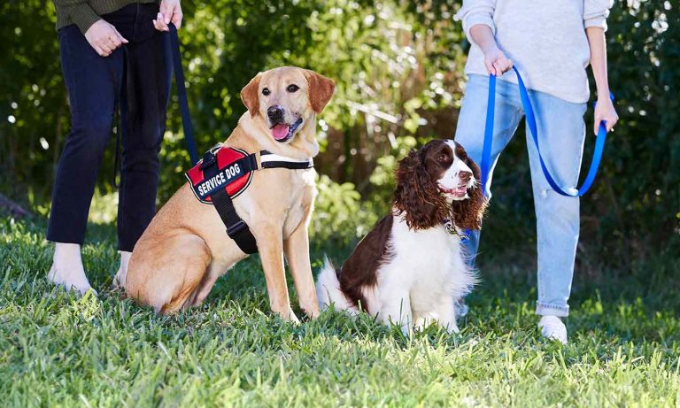 Service Dogs vs. Emotional Support Dogs: What Every Pet Owner Should Know