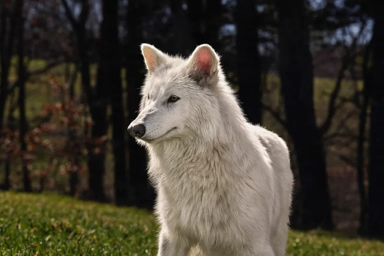 Using Dire Wolf Genomics to Protect Modern Wolves