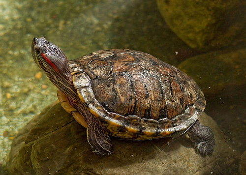 Why Red-Eared Sliders Are London’s Most Common ‘Lost’ Reptile