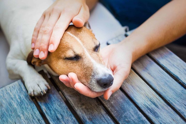 Who Cares for Dogs When They Get Ill?