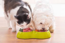 The Growing Trend of Natural Dog Food and What It Means for Pet Health