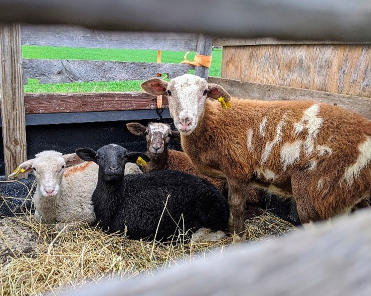 When One Animal Gets Sick: How to Protect the Rest of Your Herd